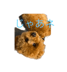トイプードルアンズ4（個別スタンプ：12）