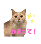 猫カフェNyannyスタンプ（個別スタンプ：1）