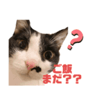 猫カフェNyannyスタンプ（個別スタンプ：2）