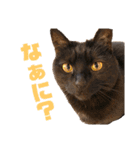 猫カフェNyannyスタンプ（個別スタンプ：4）