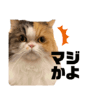 猫カフェNyannyスタンプ（個別スタンプ：5）