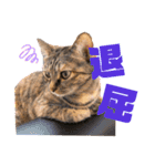 猫カフェNyannyスタンプ（個別スタンプ：9）