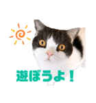 猫カフェNyannyスタンプ（個別スタンプ：10）