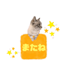 猫カフェNyannyスタンプ（個別スタンプ：12）