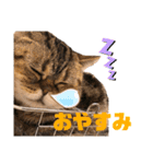 猫カフェNyannyスタンプ（個別スタンプ：13）