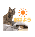 猫カフェNyannyスタンプ（個別スタンプ：14）