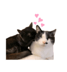 猫カフェNyannyスタンプ（個別スタンプ：15）