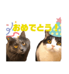 猫カフェNyannyスタンプ（個別スタンプ：16）