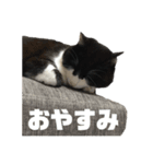 ハチワレ族（個別スタンプ：2）