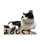 ハチワレ族（個別スタンプ：6）