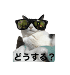 ハチワレ族（個別スタンプ：7）