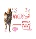 柴犬あんず ver.8（個別スタンプ：1）