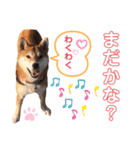 柴犬あんず ver.8（個別スタンプ：2）
