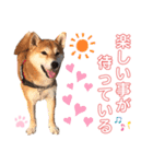 柴犬あんず ver.8（個別スタンプ：3）