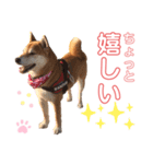 柴犬あんず ver.8（個別スタンプ：4）