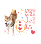 柴犬あんず ver.8（個別スタンプ：5）
