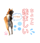 柴犬あんず ver.8（個別スタンプ：6）