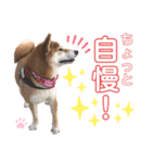 柴犬あんず ver.8（個別スタンプ：7）