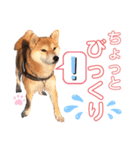 柴犬あんず ver.8（個別スタンプ：8）