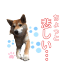 柴犬あんず ver.8（個別スタンプ：9）