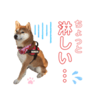 柴犬あんず ver.8（個別スタンプ：10）