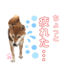 柴犬あんず ver.8（個別スタンプ：11）