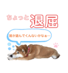 柴犬あんず ver.8（個別スタンプ：12）