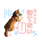 柴犬あんず ver.8（個別スタンプ：13）