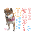 柴犬あんず ver.8（個別スタンプ：14）