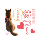 柴犬あんず ver.8（個別スタンプ：15）