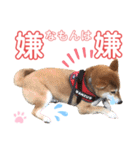 柴犬あんず ver.8（個別スタンプ：16）