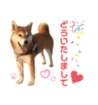 柴犬あんず ver.8（個別スタンプ：17）