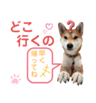 柴犬あんず ver.8（個別スタンプ：18）
