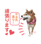 柴犬あんず ver.8（個別スタンプ：19）
