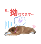 柴犬あんず ver.8（個別スタンプ：22）