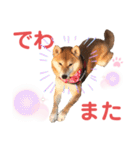柴犬あんず ver.8（個別スタンプ：23）