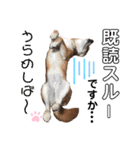 柴犬あんず ver.8（個別スタンプ：24）