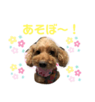 ぷーちゃんはおもしろい！（個別スタンプ：1）
