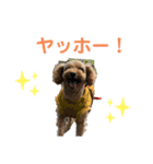 ぷーちゃんはおもしろい！（個別スタンプ：10）