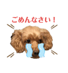 ぷーちゃんはおもしろい！（個別スタンプ：11）