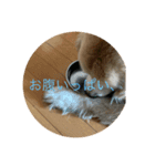 ふうちゃん20（個別スタンプ：3）