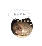☆らりるRIEと癒しのペット達☆（個別スタンプ：1）