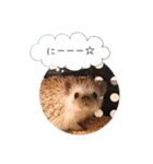 ☆らりるRIEと癒しのペット達☆（個別スタンプ：6）