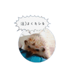 ☆らりるRIEと癒しのペット達☆（個別スタンプ：14）