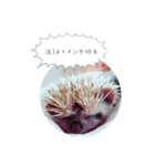 ☆らりるRIEと癒しのペット達☆（個別スタンプ：15）