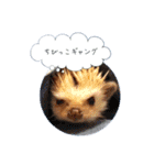 ☆らりるRIEと癒しのペット達☆（個別スタンプ：16）