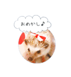 ☆らりるRIEと癒しのペット達☆（個別スタンプ：17）