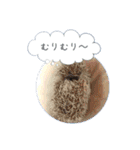 ☆らりるRIEと癒しのペット達☆（個別スタンプ：21）