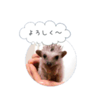 ☆らりるRIEと癒しのペット達☆（個別スタンプ：23）