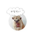 ☆らりるRIEと癒しのペット達☆（個別スタンプ：24）
